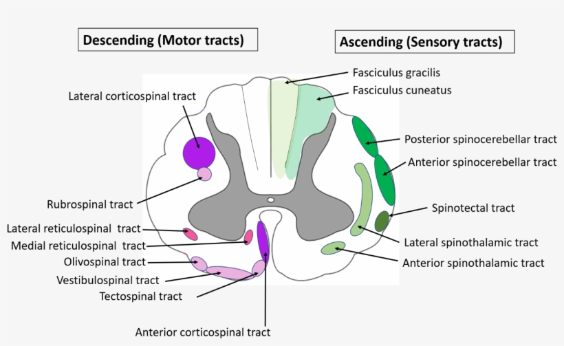 Spinal Cord Anatomy-location Of Ascending And Descending - Spinal Cord Anatomy, transparent png download