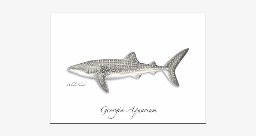 Whale Shark - Sharks Of The Atlantic And Gulf Coasts:, transparent png download