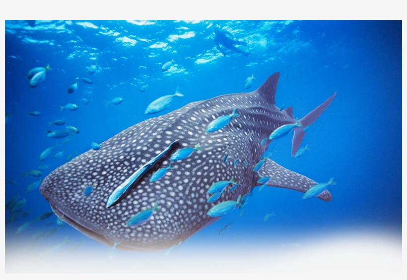 Great Pic By Brian Skerry, transparent png download