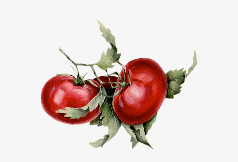 Watercolor Illustration For Organic Oasis On Behance - Watercolor Painting, transparent png download