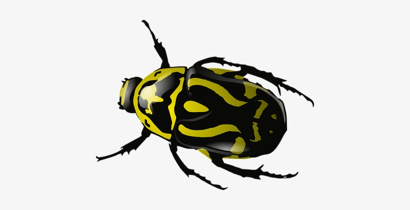Bug Insect Beetle Wasp Yellow Black Wildli - Clip Art Beetle, transparent png download