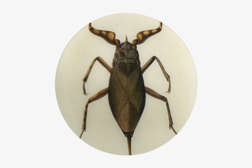 John Derian Round Decoupage Plate - Weevil, transparent png download