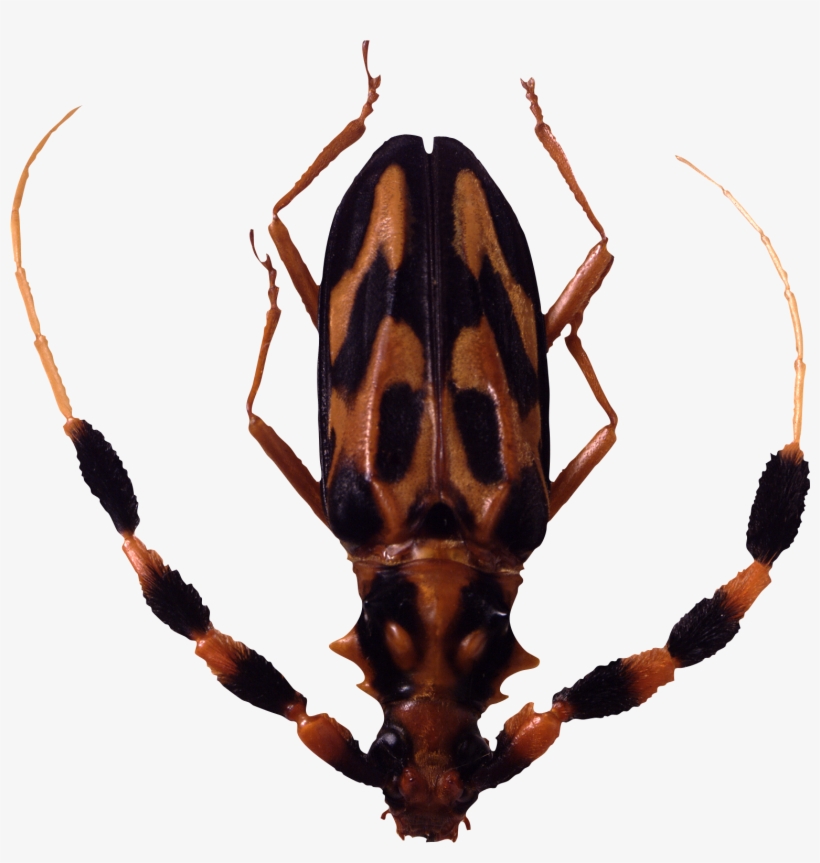 Insect, transparent png download