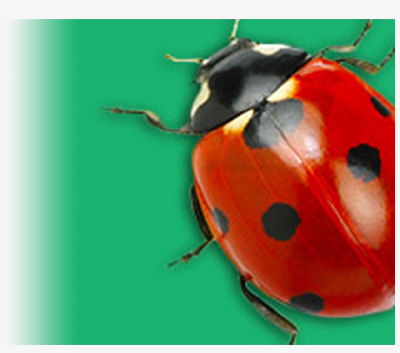 Unlock Your Fun Bug Facts - Ladybug, transparent png download