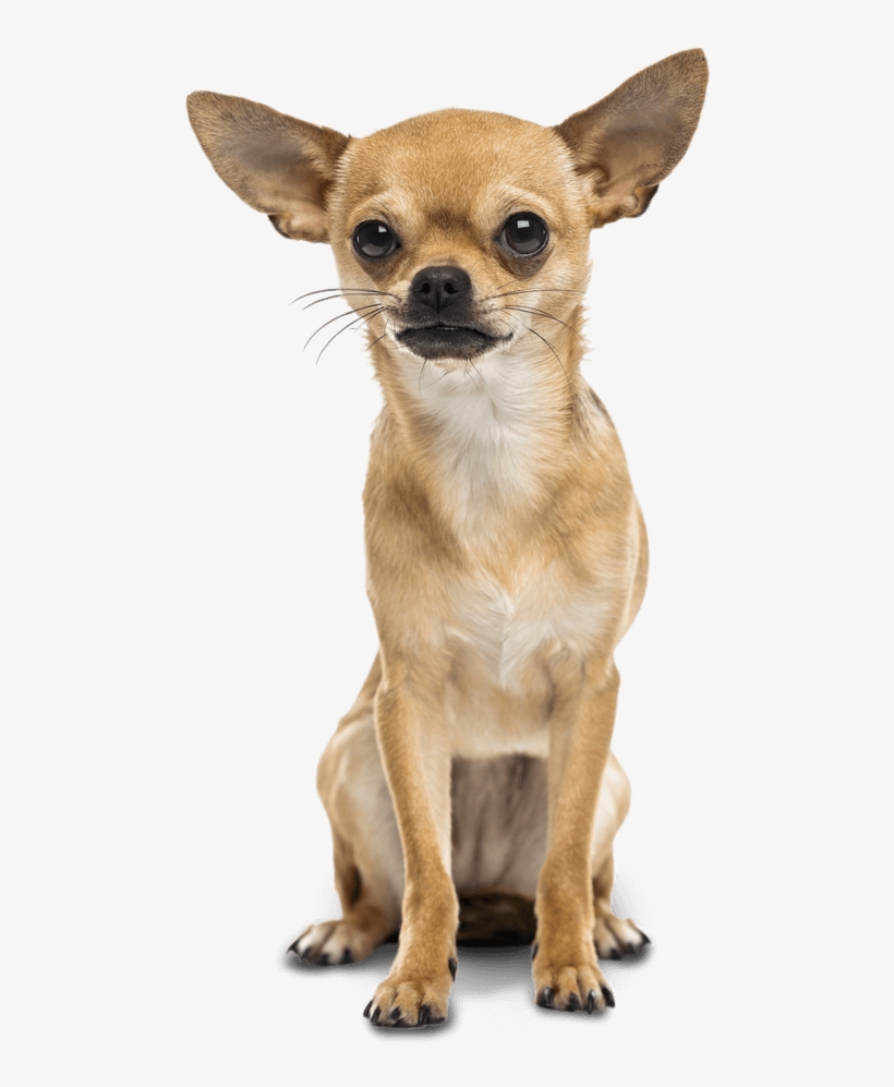 Bad To The Bone Or Misunderstood Graphic Black And - Chihuahua Png, transparent png download
