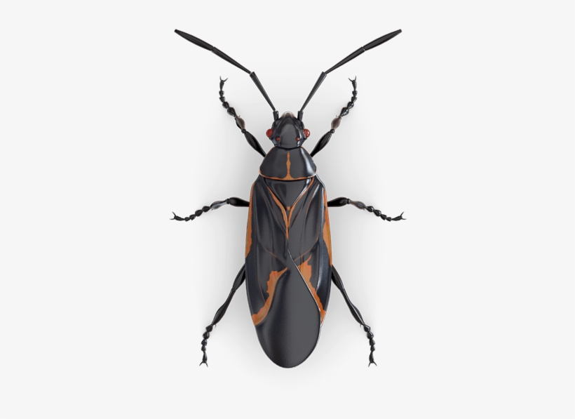 Egļu Koksngrauzis, transparent png download