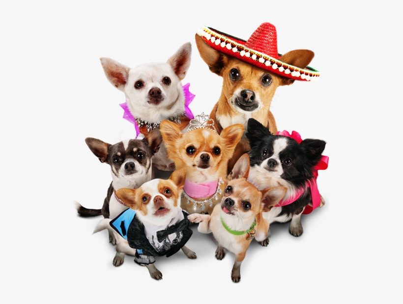 “this Chihuahua Dog Parade Is Sublimely Fun, And It - Beverly Hills Chihuahua 3, transparent png download
