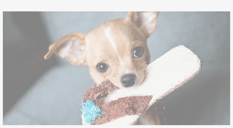 Chihuahua-adoption - Little Chihuahua Puppy Dog With A Slipper Journal:, transparent png download