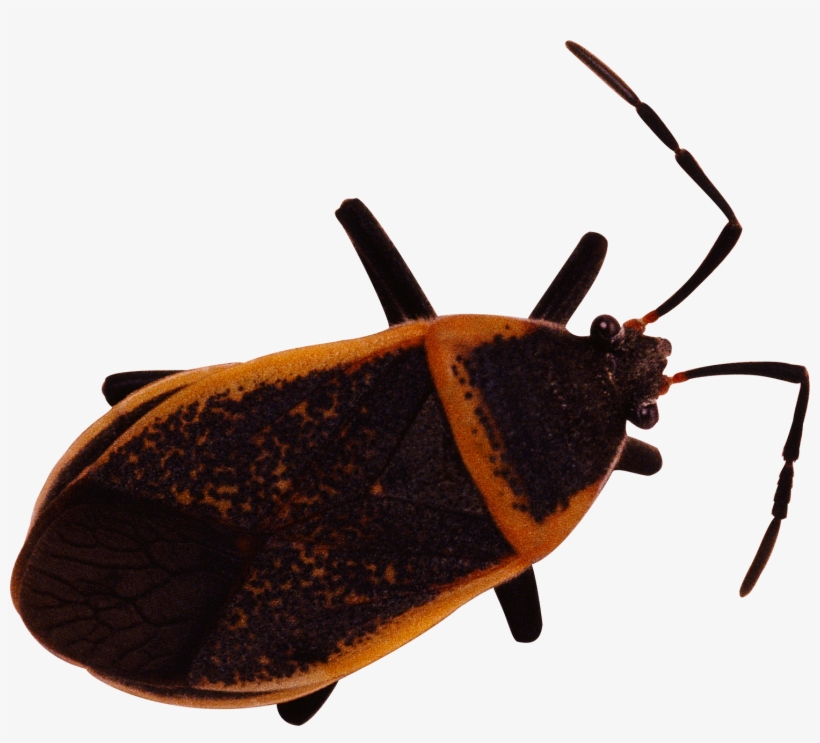 Bug - 臭虫, transparent png download