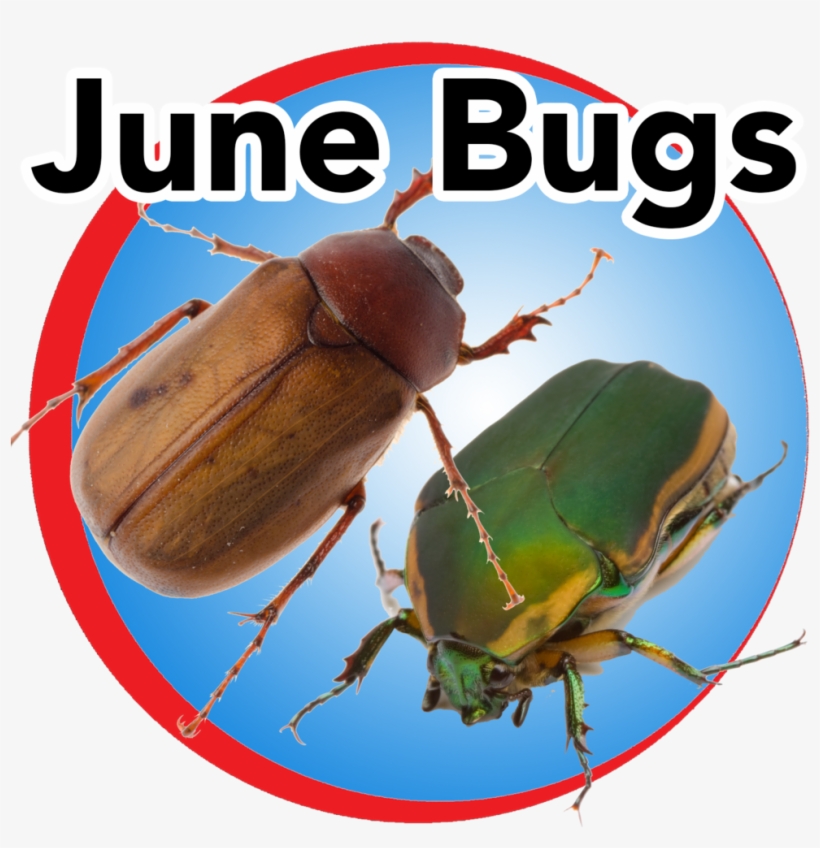 June Bugs Blue Buttom - Junikäfer, transparent png download