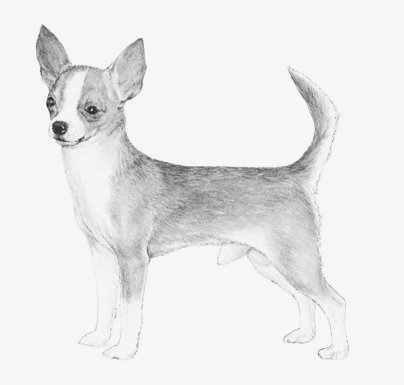 Terrier Drawing Chihuahua Standard Chihuahua Transparent Png 700x700 Free Download On Nicepng