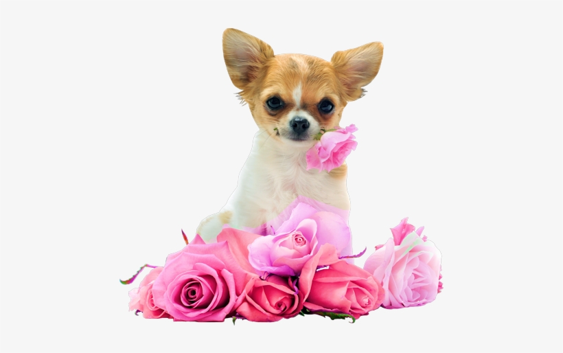 Button Image, Pet Dogs, Dogs And Puppies - Cute Chihuahua With Roses, transparent png download