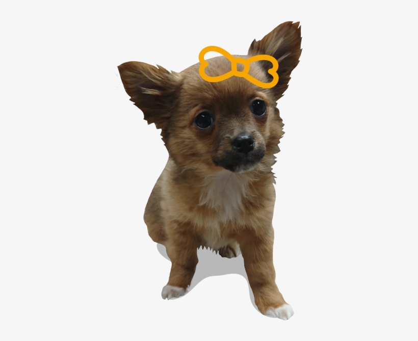 Find Out More - Companion Dog, transparent png download
