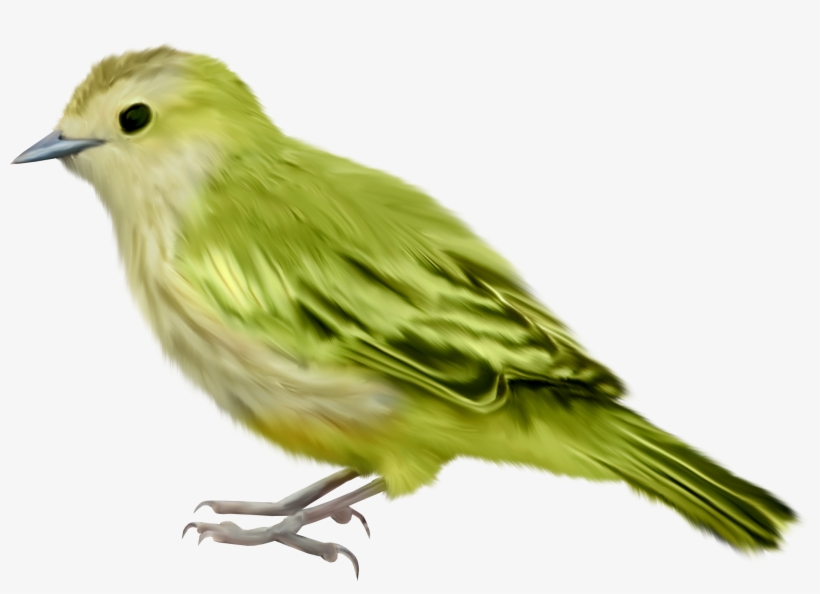 Green Bird Png Picture Royalty Free Stock - Green Bird Png, transparent png download