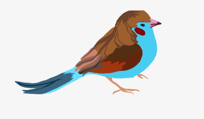 Bird, transparent png download