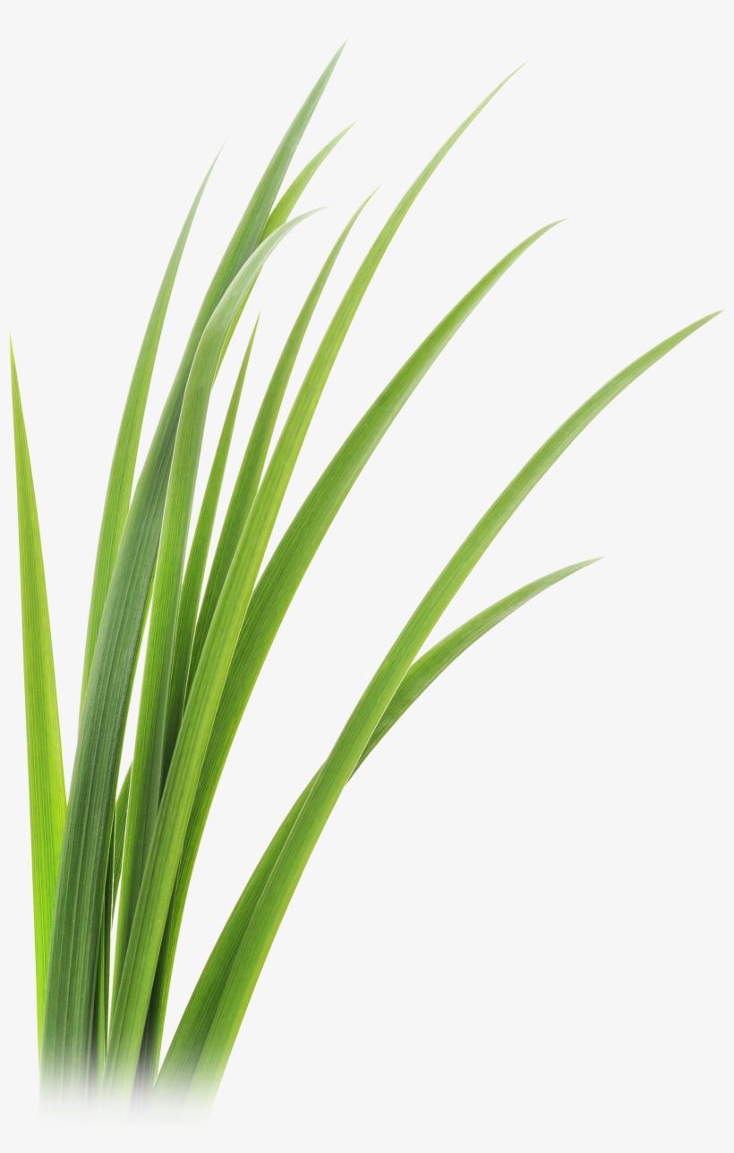 Lemon Grass Png, transparent png download