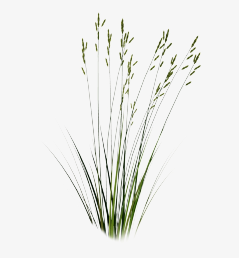 1 - Sweet Grass, transparent png download