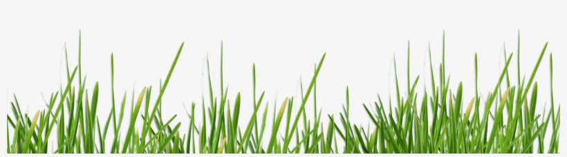 Sweet Grass, transparent png download