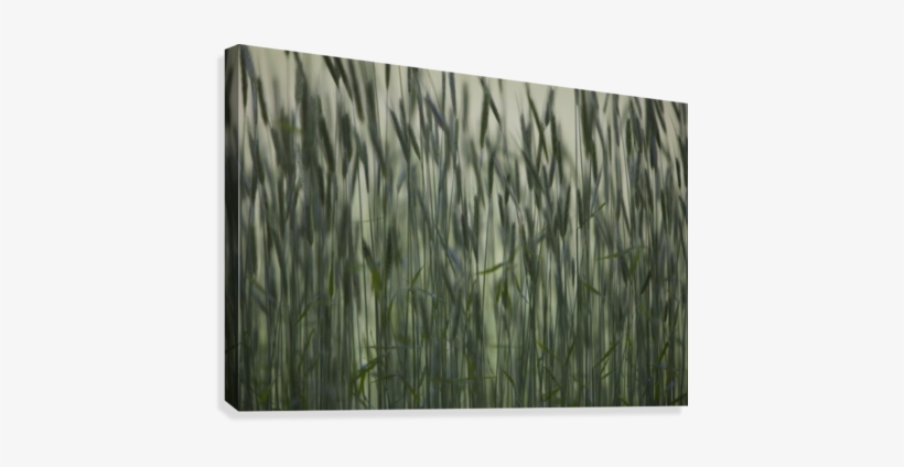 Long Grass In Farm Field Canvas Print - Posterazzi Long Grass In Farm Field Posterprint 36.00, transparent png download