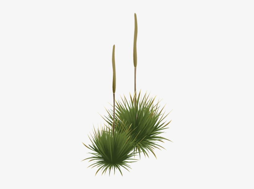 Grass Tree - Cox Scrub Conservation Park, transparent png download