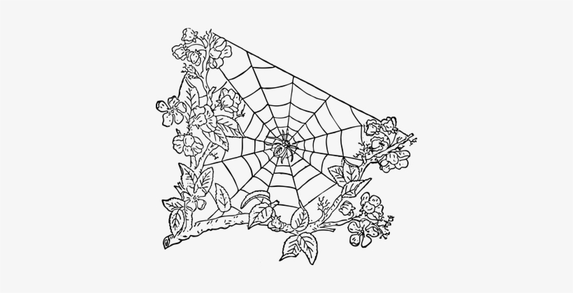 Spider, Spider Web, Halloween, Cobweb - Spider, transparent png download