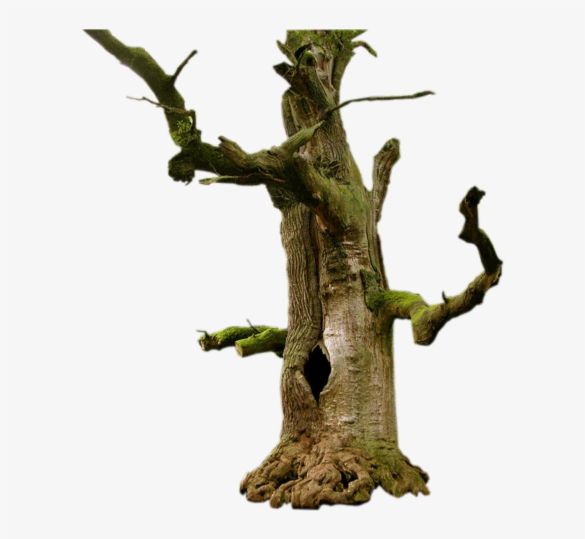 Old Tree Png Picture - Reinhardswald, transparent png download