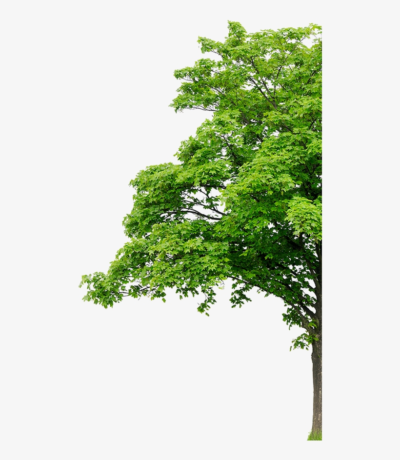 About - Plant Tree Background Png, transparent png download