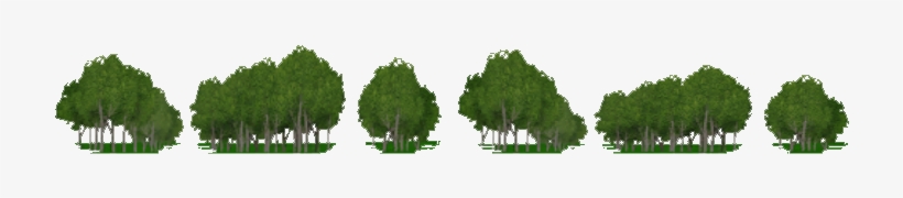 Grassland Trees Background - Thuya, transparent png download