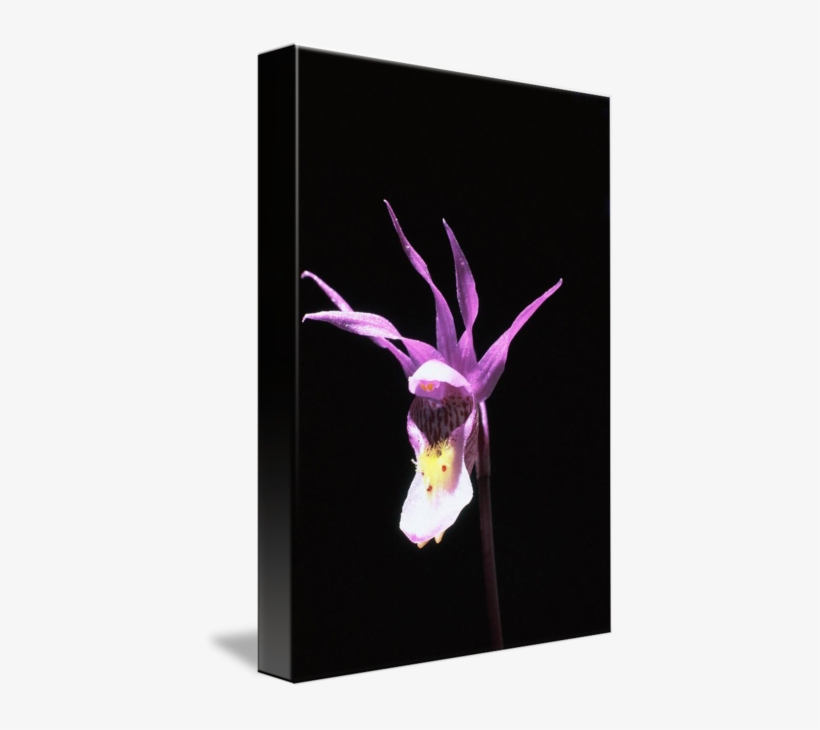 "wild Fairyslipper Orchid" By Ron Marquart, Boise - Cypripedium, transparent png download