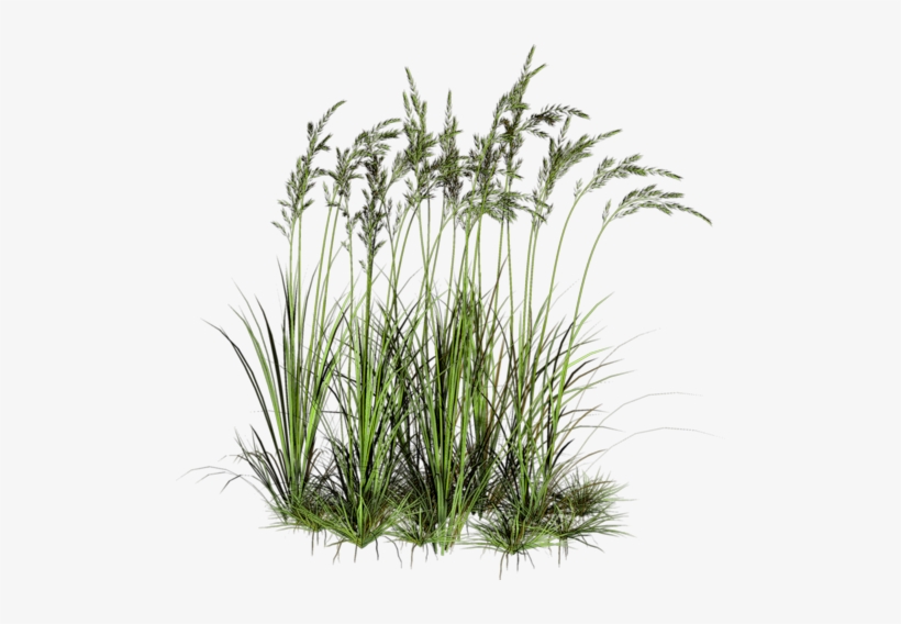 Zielono I Wiosennie - Water Plants Cut Out, transparent png download