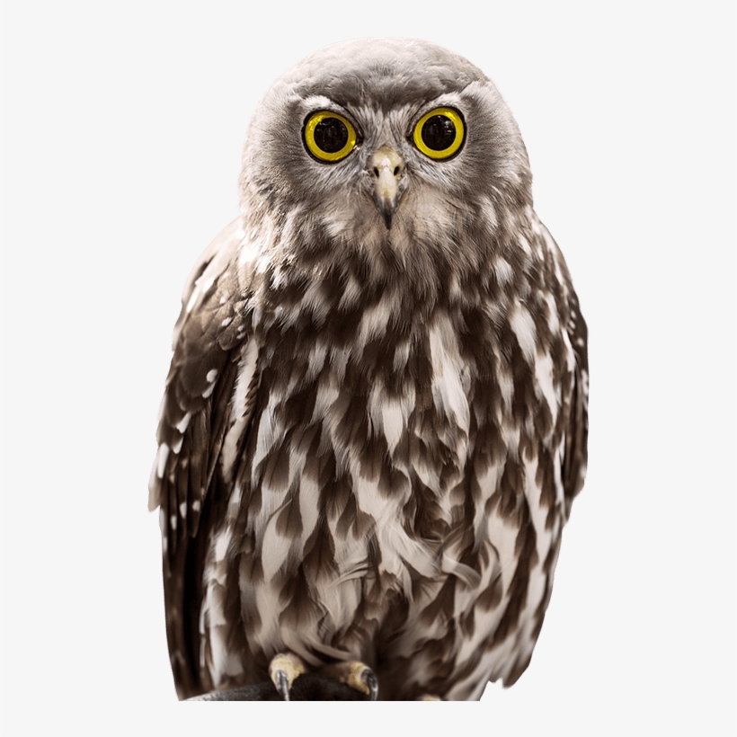 Owl Close Png Photo - Owl, transparent png download