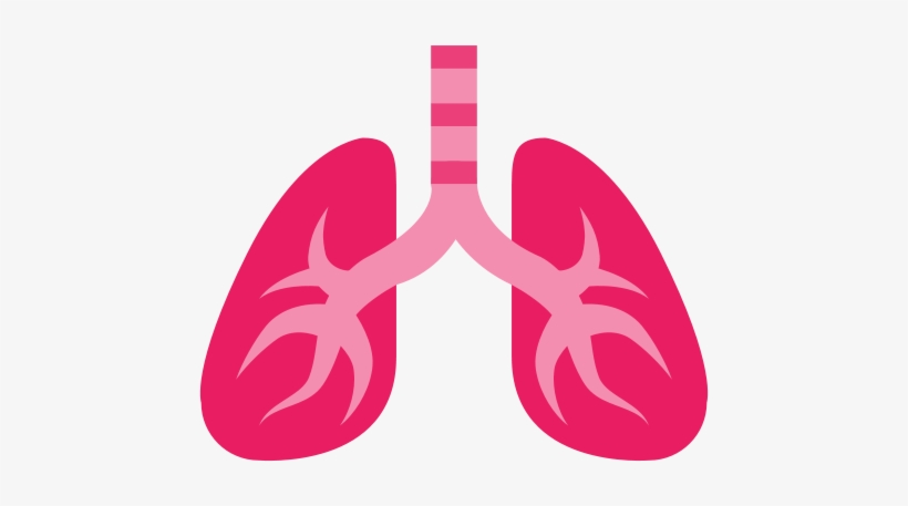 Lung Png, transparent png download