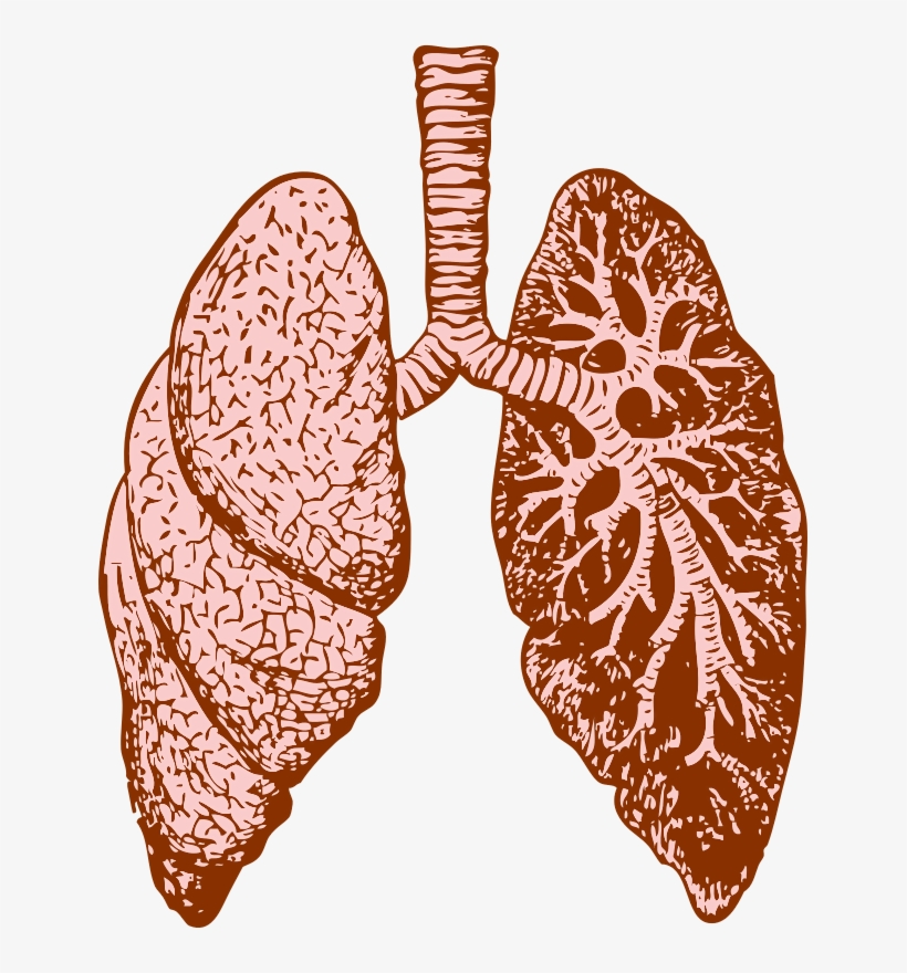 Lung - Dealing With Bronchitis: Overcoming Bronchitis And, transparent png download