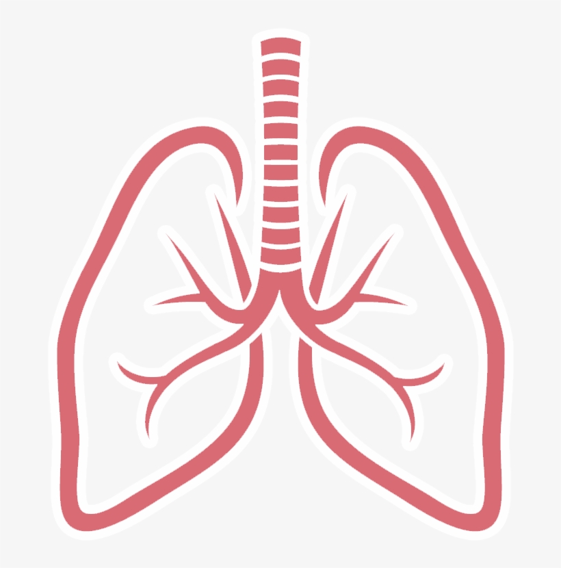 Lungs Png Picture - Lungs Png, transparent png download