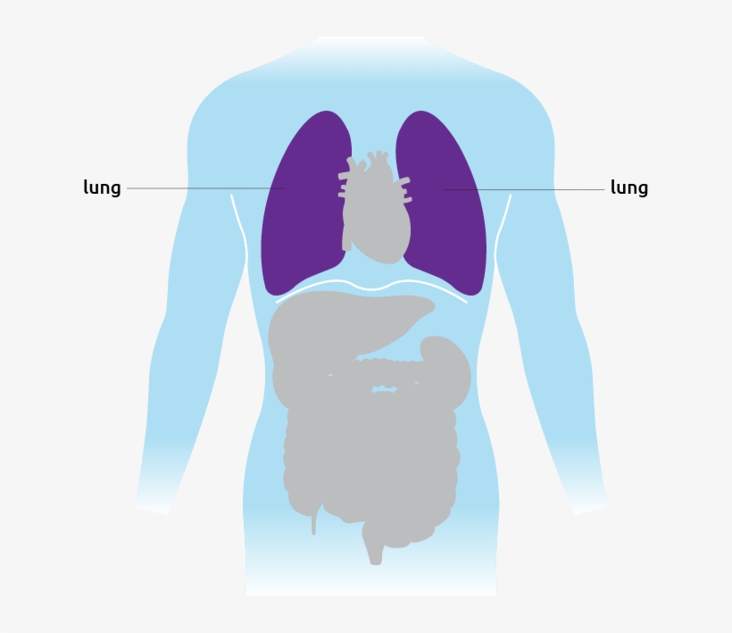 This Is Where The Lungs Are Situated In The Torso - Illustration, transparent png download