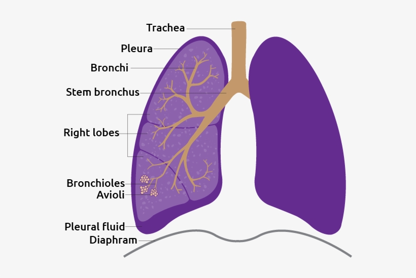 Lung - Animal, transparent png download
