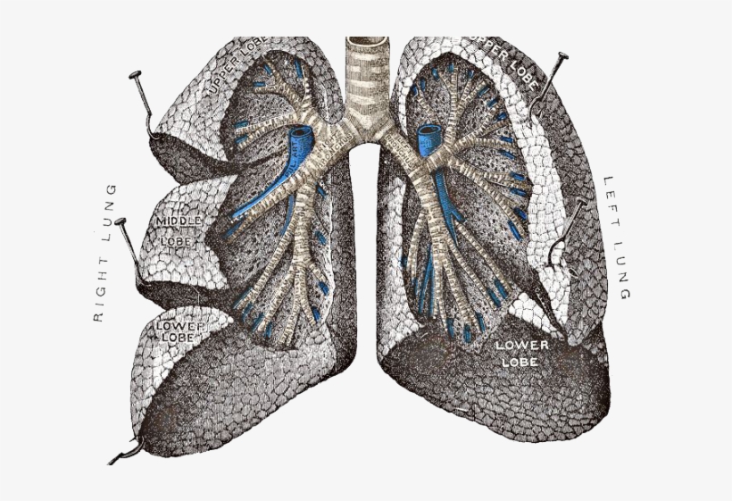 Lungs Png Transparent Images - Lungs, transparent png download