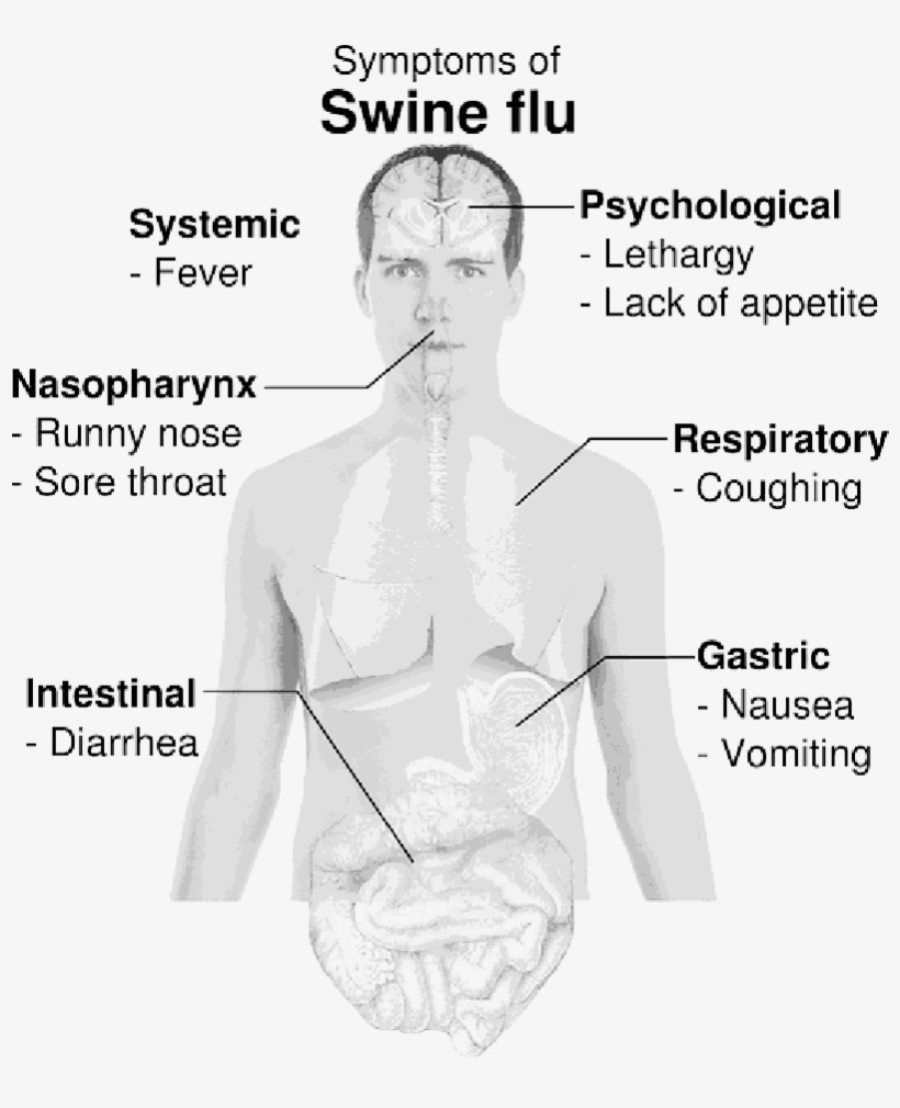 Mb Image/png - Swine Influenza, transparent png download