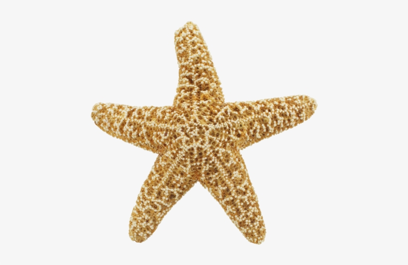 Starfish Png Transparent Image - Star Fish Png Hd, transparent png download