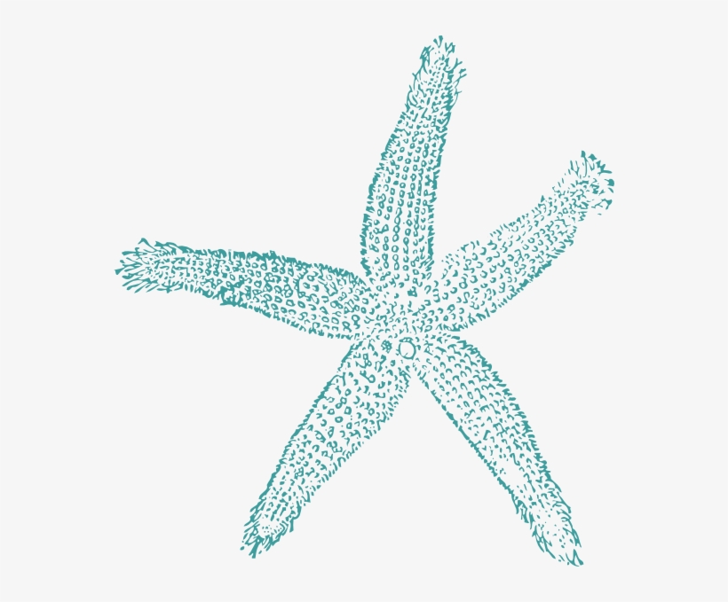 Starfish Png, transparent png download