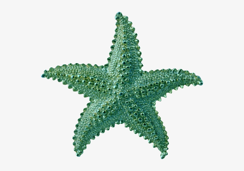 Starfish Png, transparent png download