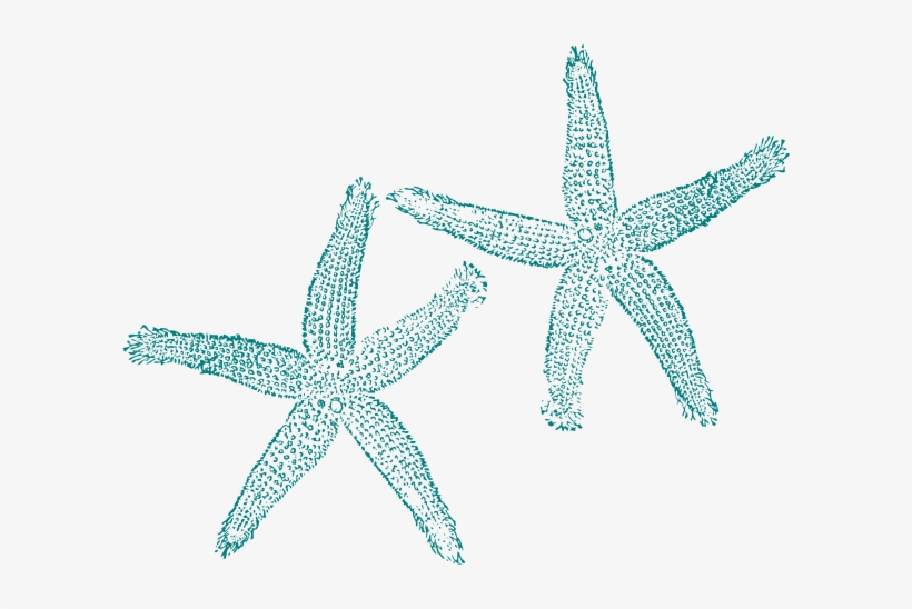 Starfish Clipart Vector - Purple Beach Clip Art, transparent png download