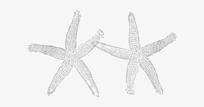 Light Gray Starfish Clipart, transparent png download