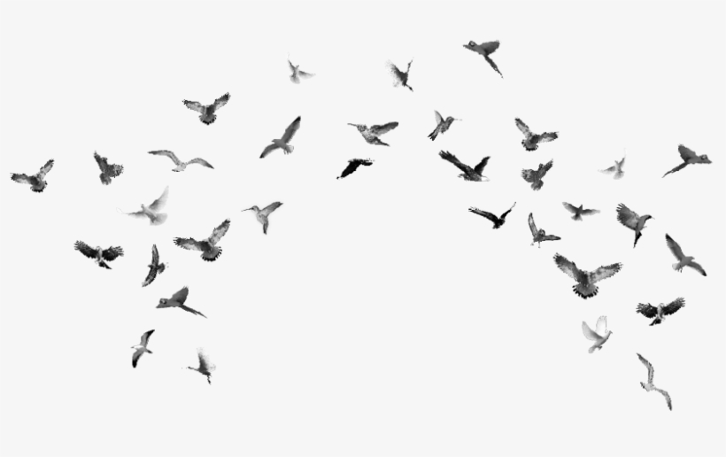 Flock, transparent png download