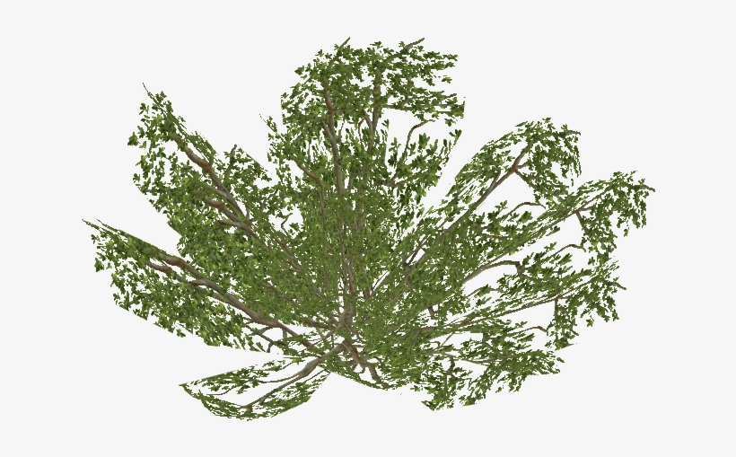 Ground Bush - Centimetre, transparent png download