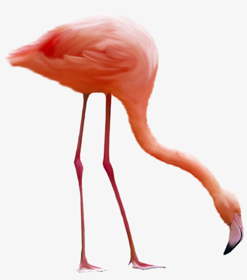Download - Flamingo Png, transparent png download