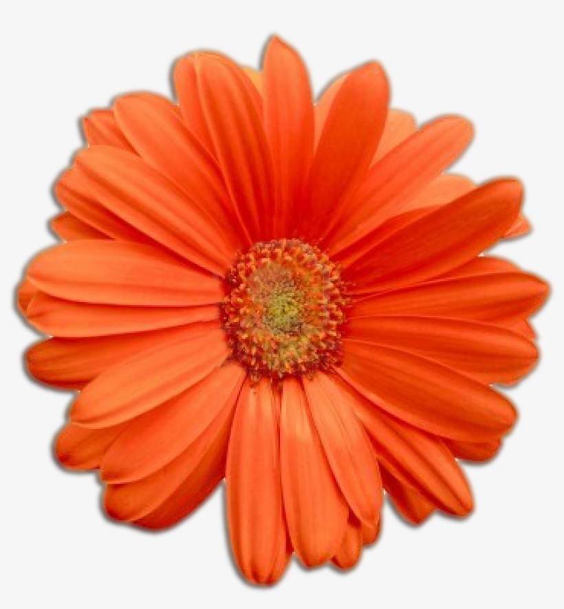 Flower, transparent png download