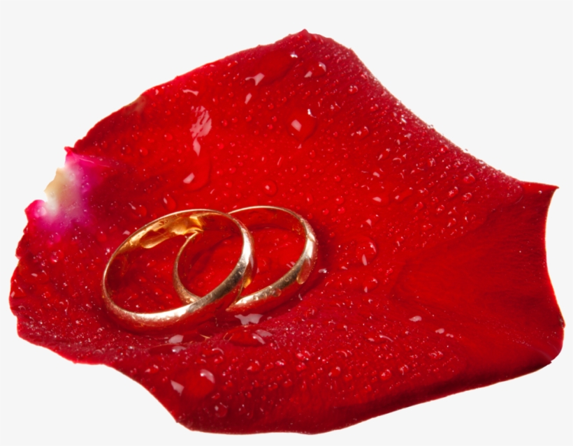 Free Png Wedding Rings In Rose Petal Png Images Transparent - Love You Dp, transparent png download