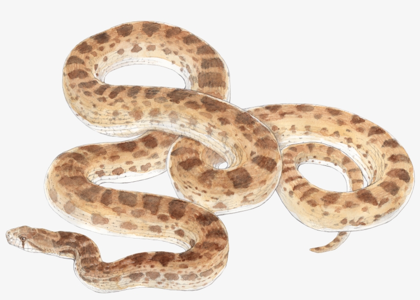 Graphic Black And White Wildlife Chuck Todd Artist - Bull Snake No Background, transparent png download