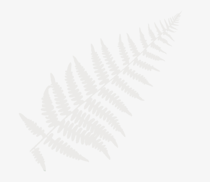 Grayfern - Pink-fern - Sketch, transparent png download